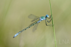 Lestes dryas