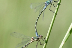 Lestes dryas