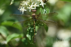Oxygastra curtisii