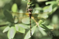 Oxygastra curtisii