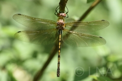 Oxygastra curtisii