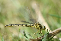 Gomphus pulchellus