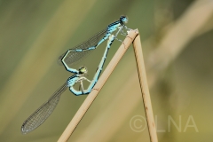 Coenagrion scitulum