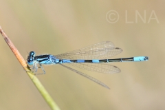 Coenagrion scitulum