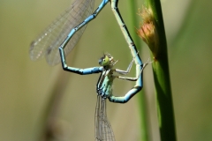 Coenagrion scitulum