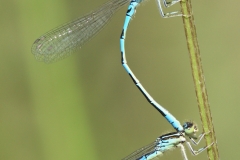Coenagrion scitulum