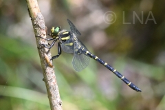 Cordulegaster bidentata