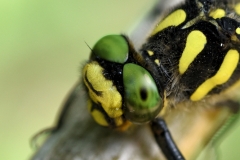 Cordulegaster bidentata
