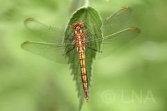 Orthetrum coerulescens