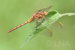 Orthetrum coerulescens