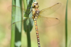 Aeshna affinis