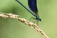 Calopteryx virgo