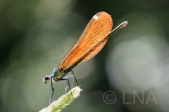 Calopteryx virgo