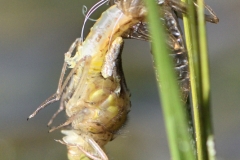 Leucorrhinia dubia