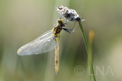 Leucorrhinia dubia