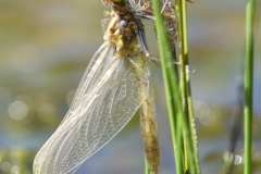 Leucorrhinia dubia