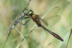 Cordulia aenea