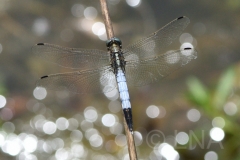 Orthetrum albistylum