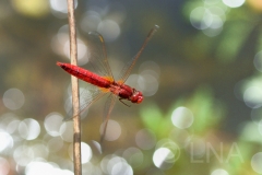 Crocothemis erythraea