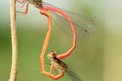 Ceriagrion tenellum