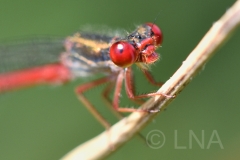 Ceriagrion tenellum