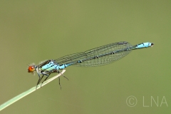 Erythromma viridulum