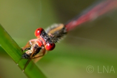 Ceriagrion tenellum