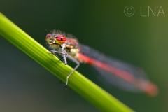 Pyrrhosoma nymphula