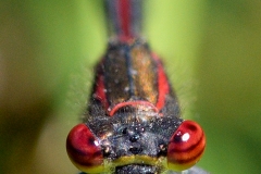 Pyrrhosoma nymphula
