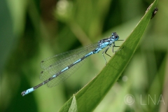 Coenagrion pulchellum