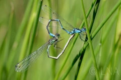 Coenagrion pulchellum