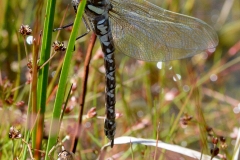 Aeshna juncea