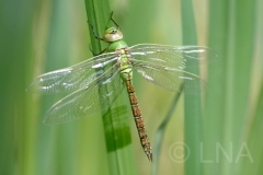 Anax imperator