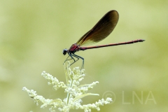 Calopteryx haemorrhoidalis