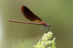 Calopteryx haemorrhoidalis
