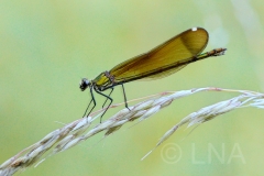 Calopteryx haemorrhoidalis