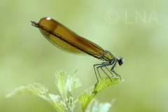 Calopteryx haemorrhoidalis