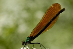 Calopteryx virgo