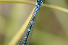 Coenagrion lunulatum