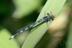 Coenagrion mercuriale