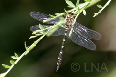 Cordulegaster bidentata