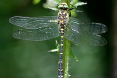 Cordulegaster bidentata