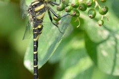 Cordulegaster boltonii