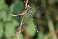 Cordulegaster boltonii