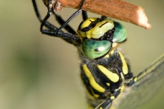 Cordulegaster boltonii