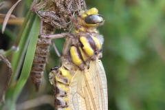 Cordulegaster boltonii