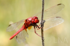 Crocothemis erythraea