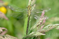 Gomphus pulchellus