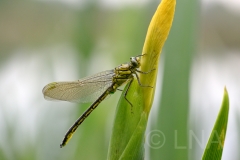 Gomphus pulchellus
