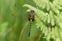 Leucorrhinia dubia